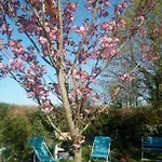 La Maisonnette - Animaux Acceptés, Parking Privé, Jardin Plein Sud * Wissant